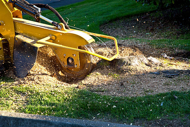  North Beach, MD Tree Removal Pros
