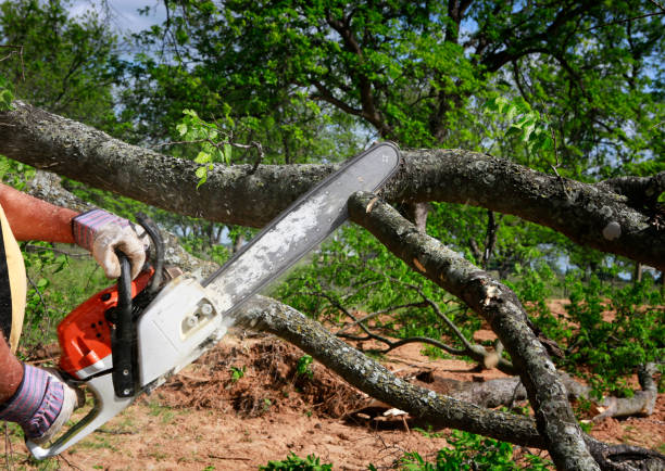 Best Tree Cabling and Bracing  in North Beach, MD