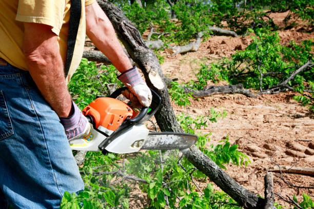 Best Commercial Tree Services  in North Beach, MD